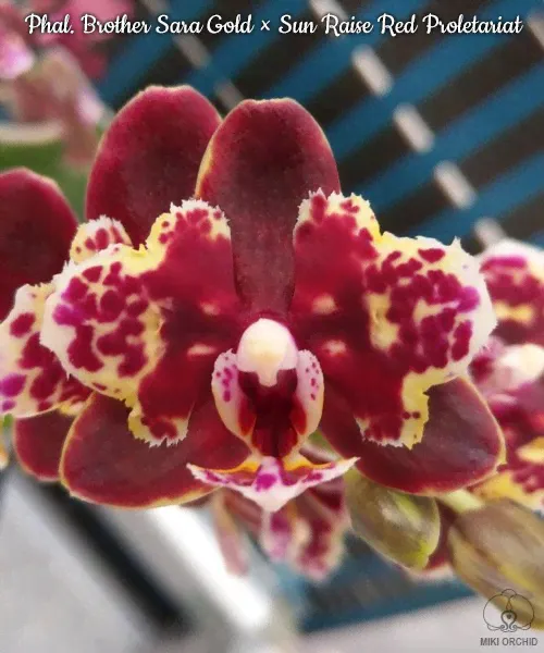 Phal. Brother Sara Gold × Sun Raise Red Proletariat 2.5''